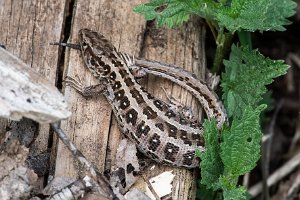 Jaszczurka żyworodna