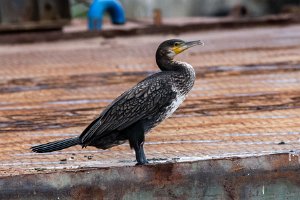 Kormoran