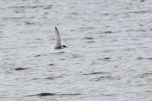 Rybitwa białoczelna