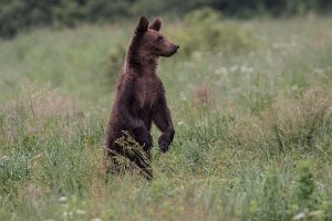 Niedzwiedź brunatny