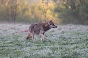 Fotografia przyrodnicza