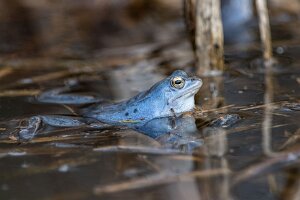 Żaba moczarowa