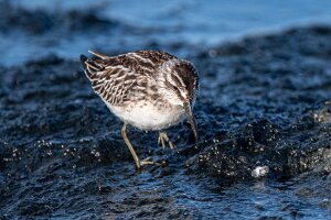 Biegus Płaskodzioby