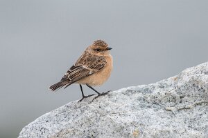 Kląskawka syberyjska