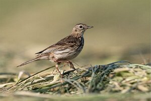 Świergotek łąkowy