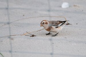 Śnieguła (dokumentacyjne)