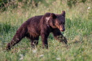 Niedźwiedź brunatny
