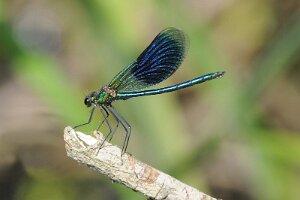 Świtezianka błyszczaca