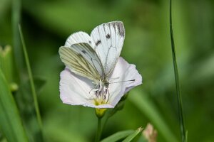 Bielinek bytomkowiec