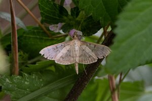 Boczanka brązowianka