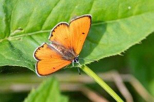 Czerwończyk nieparek