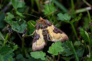 Diachrysia stenochrysis