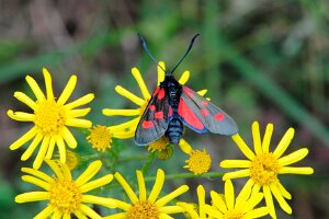 Kraśnik pięcioplamek