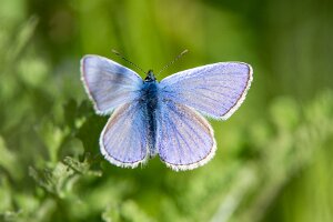 Modraszek ikar