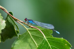 Oczobarwnica większa