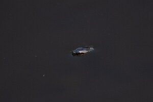 Pływak żółtobrzeżek