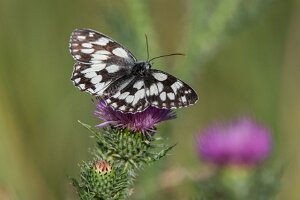 Polowiec szachownica