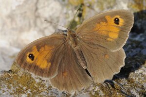 Przestrojnik jurtina