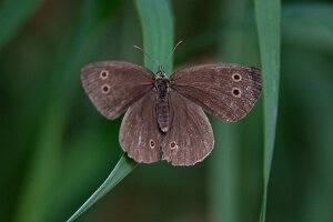 Przestrojnik trawnik