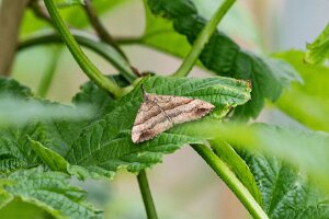 Rozszczepka śnicianka