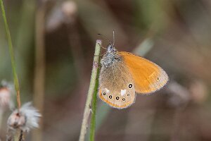 Strzępotek glicerion