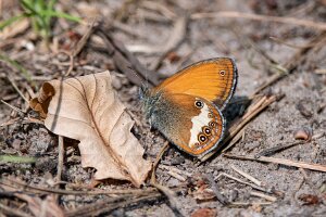 Strzępotek perełkowiec