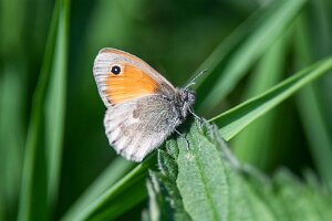 Strzępotek ruczajnik