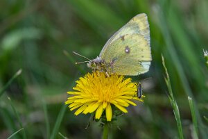 Szlaczkoń siarecznik